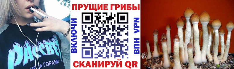 Галлюциногенные грибы MAGIC MUSHROOMS  даркнет сайт  Белокуриха 